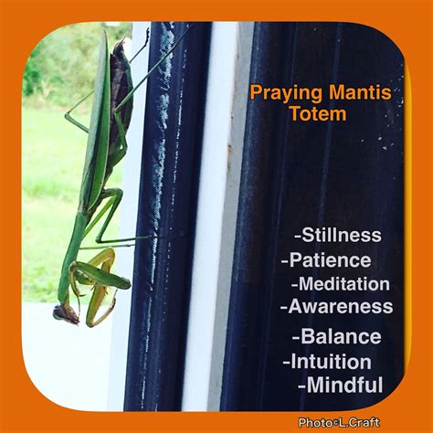 The Art of Praying Mantis Meditation: Finding Inner Peace